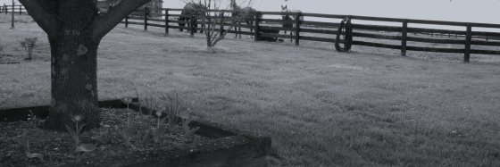 new header picture with tree and fence